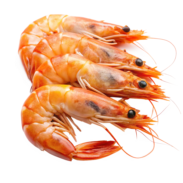 میگو متوسط بوشهر