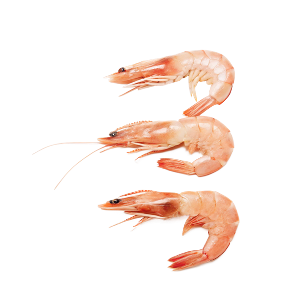 میگو ریز بوشهر