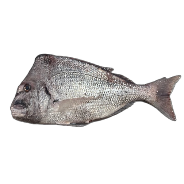 ماهی کُخو